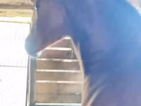 Hengst, Nonius horse — Foto 1