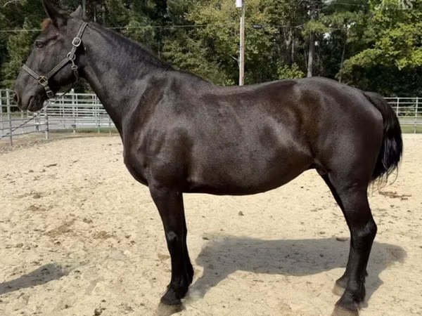 Stute, Percheron
