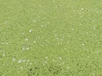 Azolla Seeds 1kg — الصورة 1