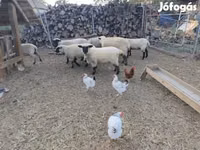 Sheep, German Blackheaded Mutton sheep — photo 2