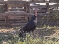 Norfolk Negro — foto 3