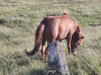 Caballo, Caballos — foto 2