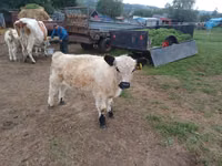 Bulle, Galloway-Rind — Foto 1