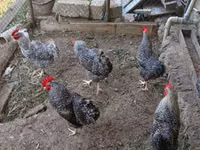 Gallina eslovena barrada — foto 3