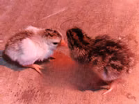 Guinea fowl — foto 3