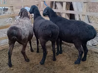 كبش, Edilbay sheep — الصورة 1