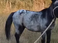 Caballo, Kazakh horse — foto 2