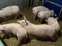 Boar — photo 3