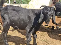 बकरा, Anatolian Black goats — फ़ोटो 1