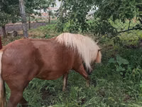 Mare, Australian Pony — photo 4