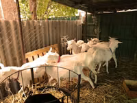 Ziegen (Partie, Geschlecht nicht angegeben), Saanen goat — Foto 6