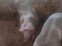 母猪, Pigs — 照片 4