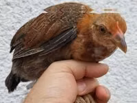 Chickens — फ़ोटो 4