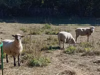 Oveja, Merino sheep — foto 2