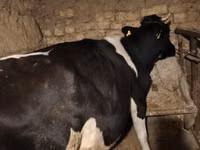 母牛, Russian Black pied cattle — 照片 1