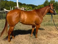 Yegua, Quarter Horse — foto 6