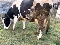 بقرة, Russian Black pied cattle — الصورة 4