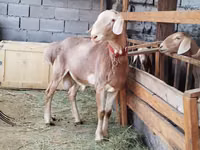 Widder, Rhon sheep — Foto 3