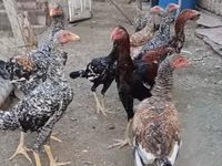 Chickens — الصورة 8