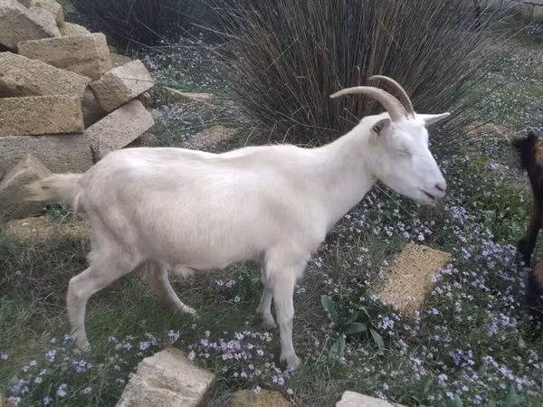 Goat, Goats