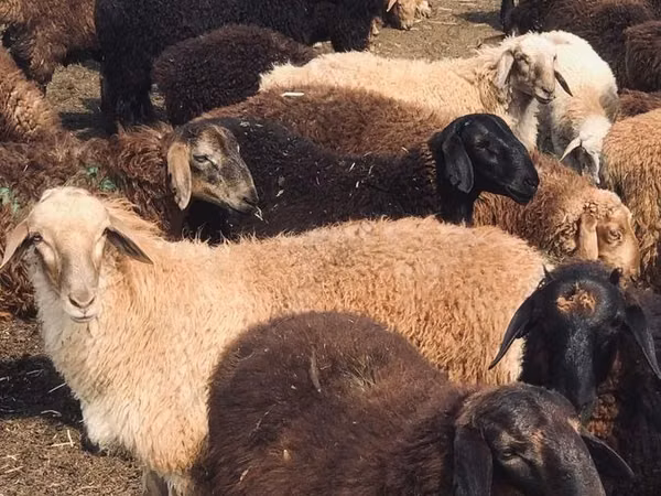 Ram, Katum sheep