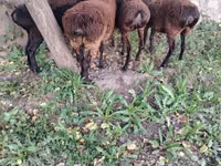 भेड़, Hissar sheep — फ़ोटो 1