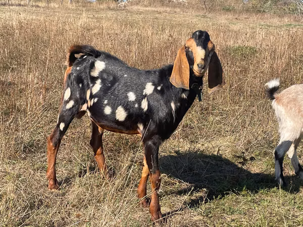 公山羊, Nubian Goat