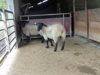 Sheep, White Suffolk sheep — photo 3