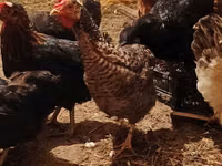 Chickens — फ़ोटो 1