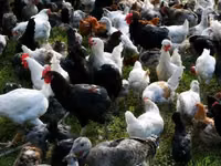 Chickens — photo 1