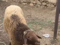 Ram, Sheep — photo 4