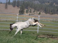 حصان, National Show Horse — الصورة 6