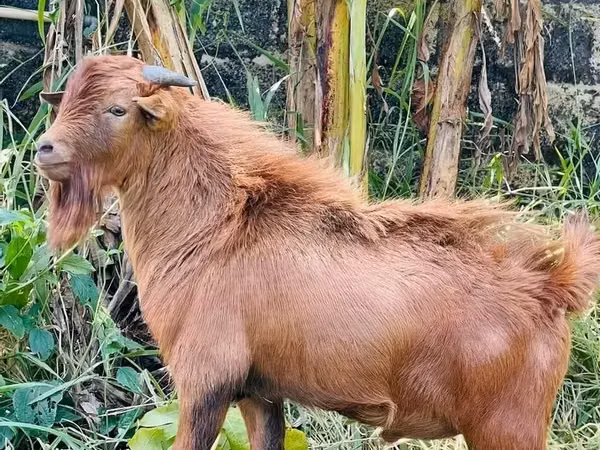 Cabras (lote, sexo no especificado), Cabras