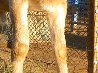 Widder, Arashan sheep — Foto 5