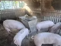 Sow, Pigs — photo 4