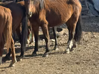 Mare, Kyrgyz Horse — photo 1