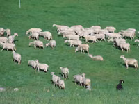 Sheep, Lacaune sheep — photo 2