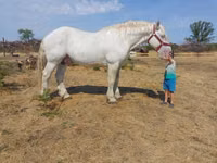 Horse (M), Percheron — photo 4