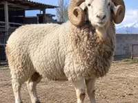 मेढ़ा, Kyrgyz Mountain merino sheep — फ़ोटो 1