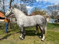 Caballo, Caballos — foto 7