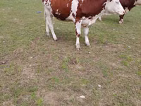 母牛, Simmental cattle — 照片 1