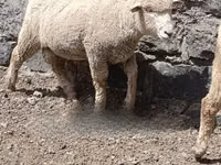 Widder, Merino sheep — Foto 2
