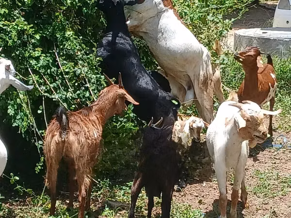 Goats (batch, sex not specified), Goats