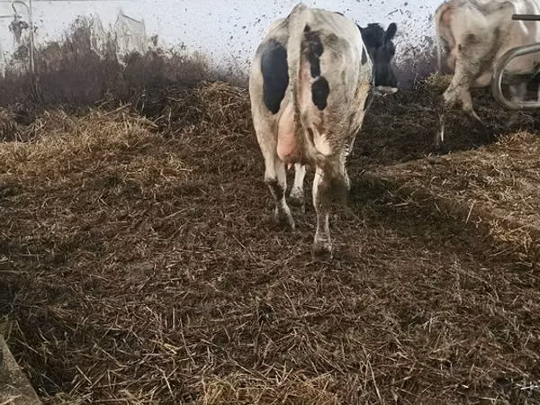 Cow, Russian Black pied cattle