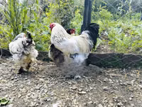 Chickens — Foto 1