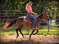 فرس, Quarter Horse — الصورة 2