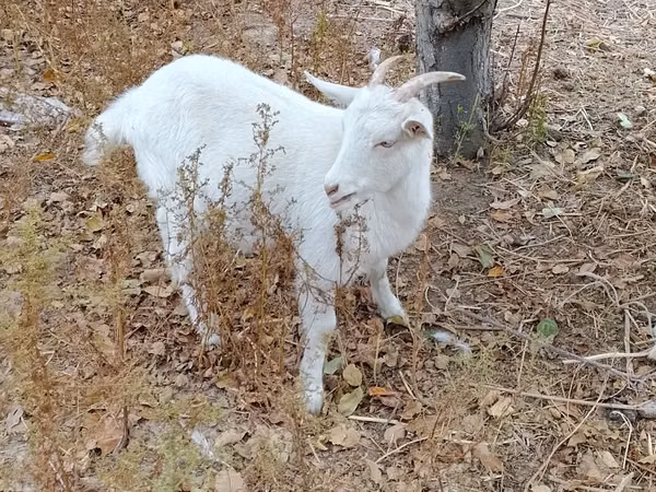 Cabras (lote, sexo no especificado), Cabras