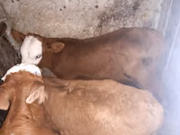 公牛, Simmental cattle — 照片 1