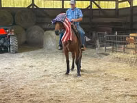 घोड़ा, Standardbred — फ़ोटो 5