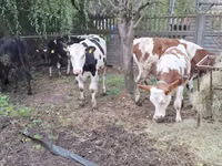Cow, Simmental cattle — photo 4